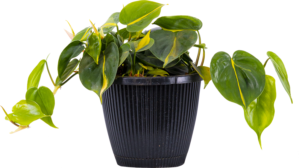 Philodendron Brazil (L)