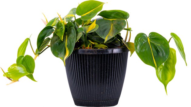 Philodendron Brasil Plant in 6 in. Grower Pot PhlBrl006 - The Home