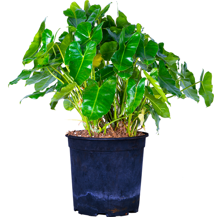 Philodendron Burle Marx (XL)