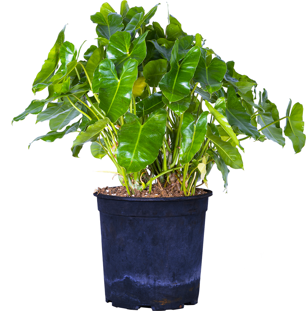 Philodendron Burle Marx (XL)