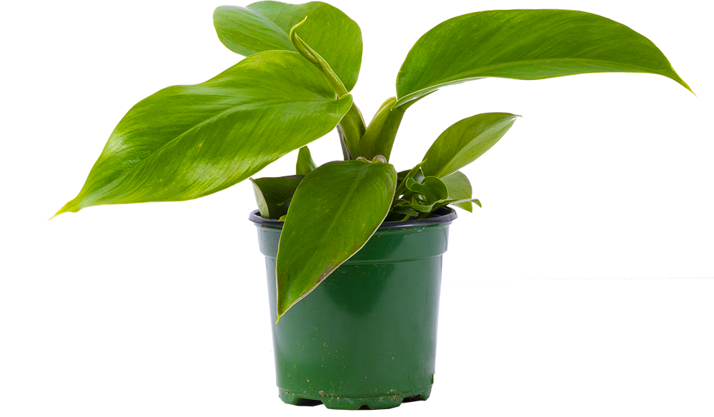 Philodendron Imperial Green (S)
