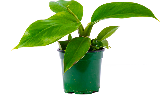 Philodendron Imperial Green | 4