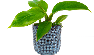Philodendron Imperial Green (S)