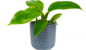 imperial green philodendron price philippines Philodendron Imperial Green | 4" Pot | Easy Care Houseplant