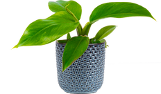 Philodendron Imperial Green (S)