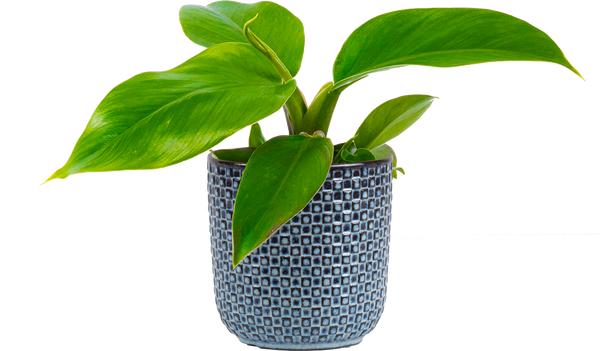 philodendron imp green Philodendron Imperial Green | 4" Pot | Easy Care Houseplant