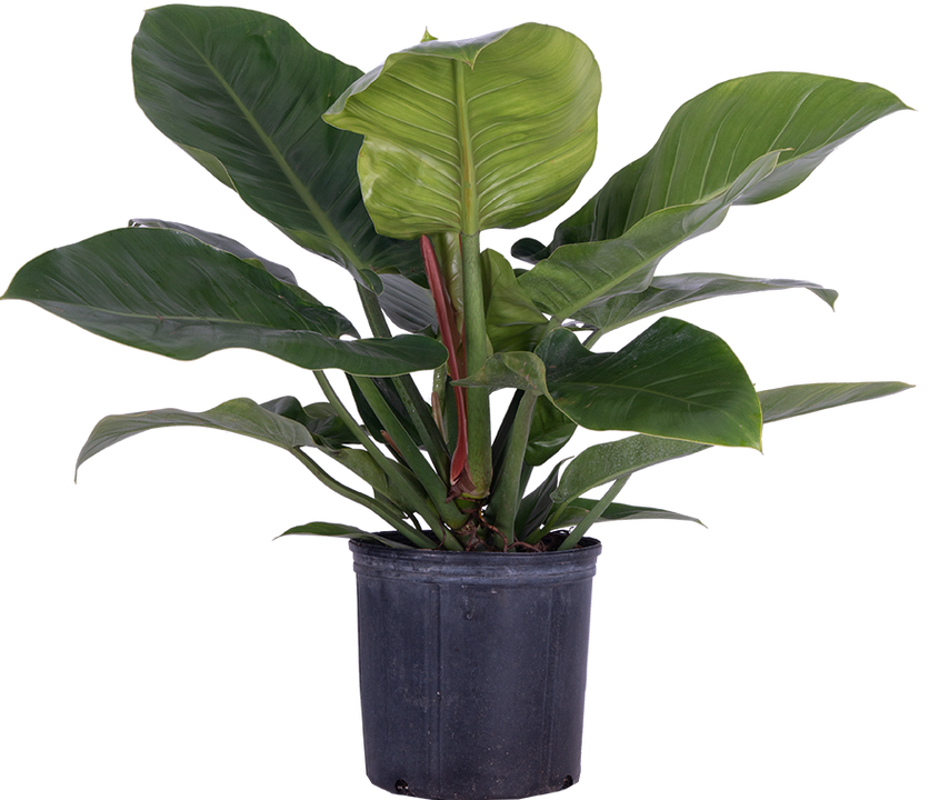 Philodendron Imperial Green (XL)