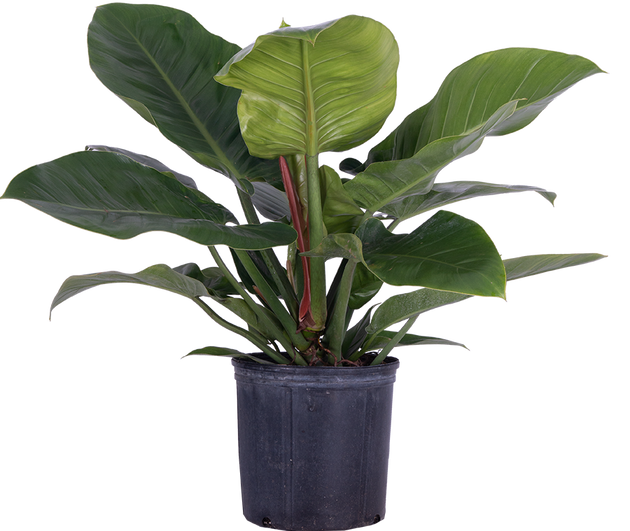 philodendron imperial care Philodendron Imperial Green | 10" Pot | Easy Care Houseplant