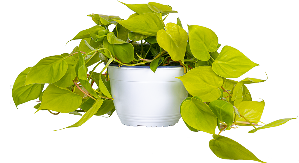 Philodendron Hederaceum 'Lemon Lime' | Neon Heartleaf Philodendron (L)