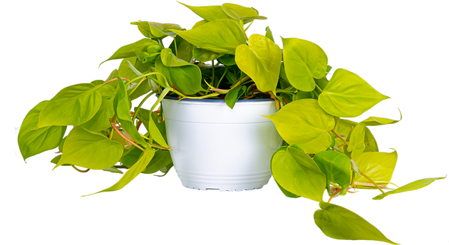 gold philodendron cordatum care Philodendron Cordatum Lemon Lime | 8" Pot | Easy Care Houseplant