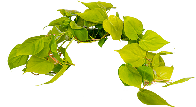 Philodendron Cordatum Lemon Lime | 8