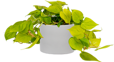 Philodendron Hederaceum 'Lemon Lime' | Neon Heartleaf Philodendron (L)
