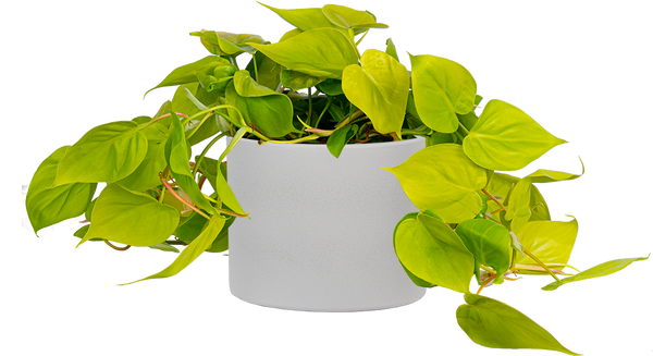 philodendron cordatum neon vs lemon lime Philodendron Cordatum Lemon Lime | 8" Pot | Easy Care Houseplant