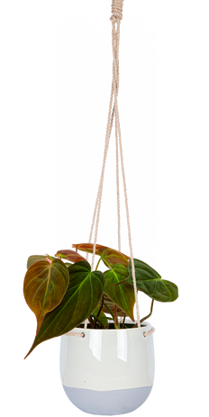 philodendron catherine Philodendron Painted Lady | 4" Pot | Easy Care Houseplant