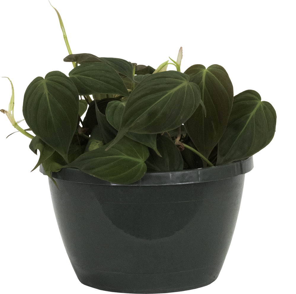 Philodendron Micans (M)
