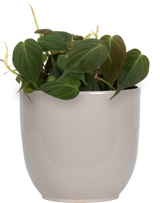Philodendron Micans (M)