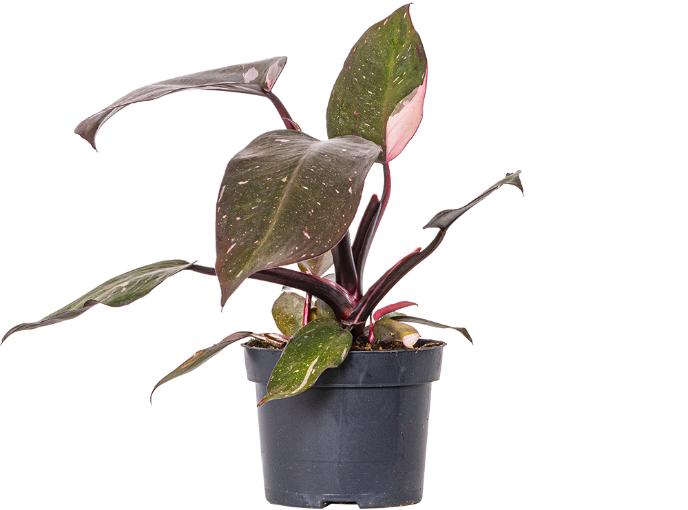 Philodendron Pink Princess (M)