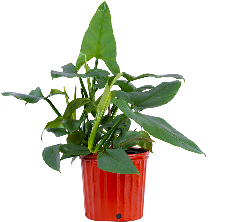 Philodendron Silver Sword (XL)