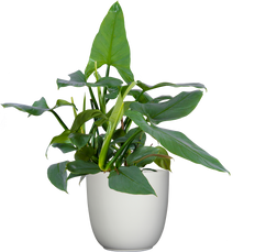 Philodendron Silver Sword (XL)