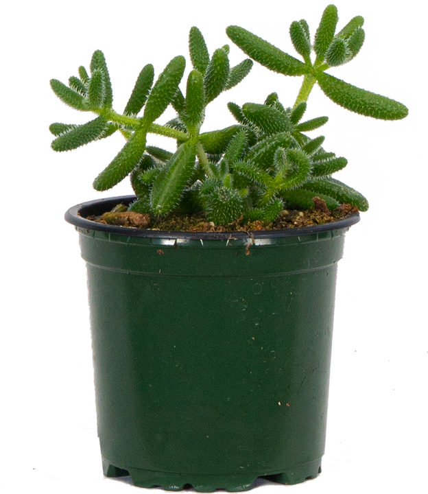 Delosperma Echinatum | Pickle Plant (S)