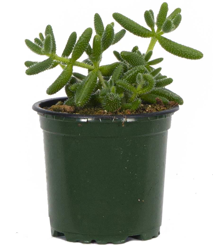 Delosperma Echinatum | Pickle Plant (S)