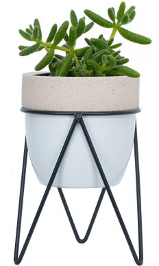 Delosperma Echinatum | Pickle Plant (S)