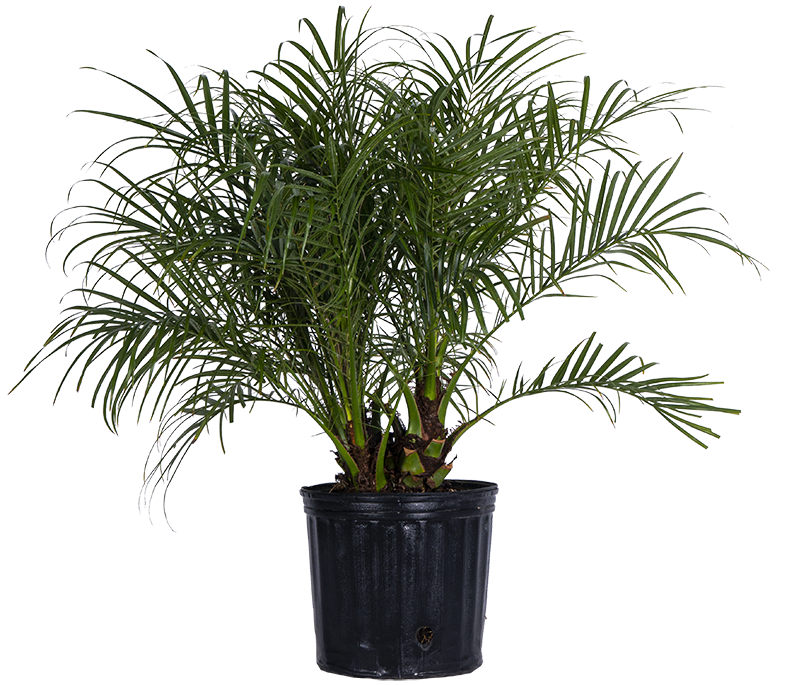 Pigmy Date Palm (XL)