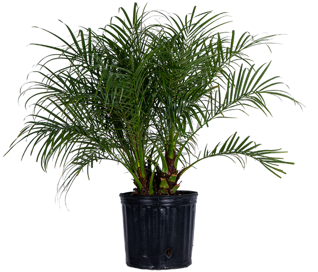 planting a pygmy date palm in a pot Pigmy Date Palm | 10" Pot | Pet Friendly Houseplant