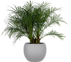 Pygmy Date Palm (XL)