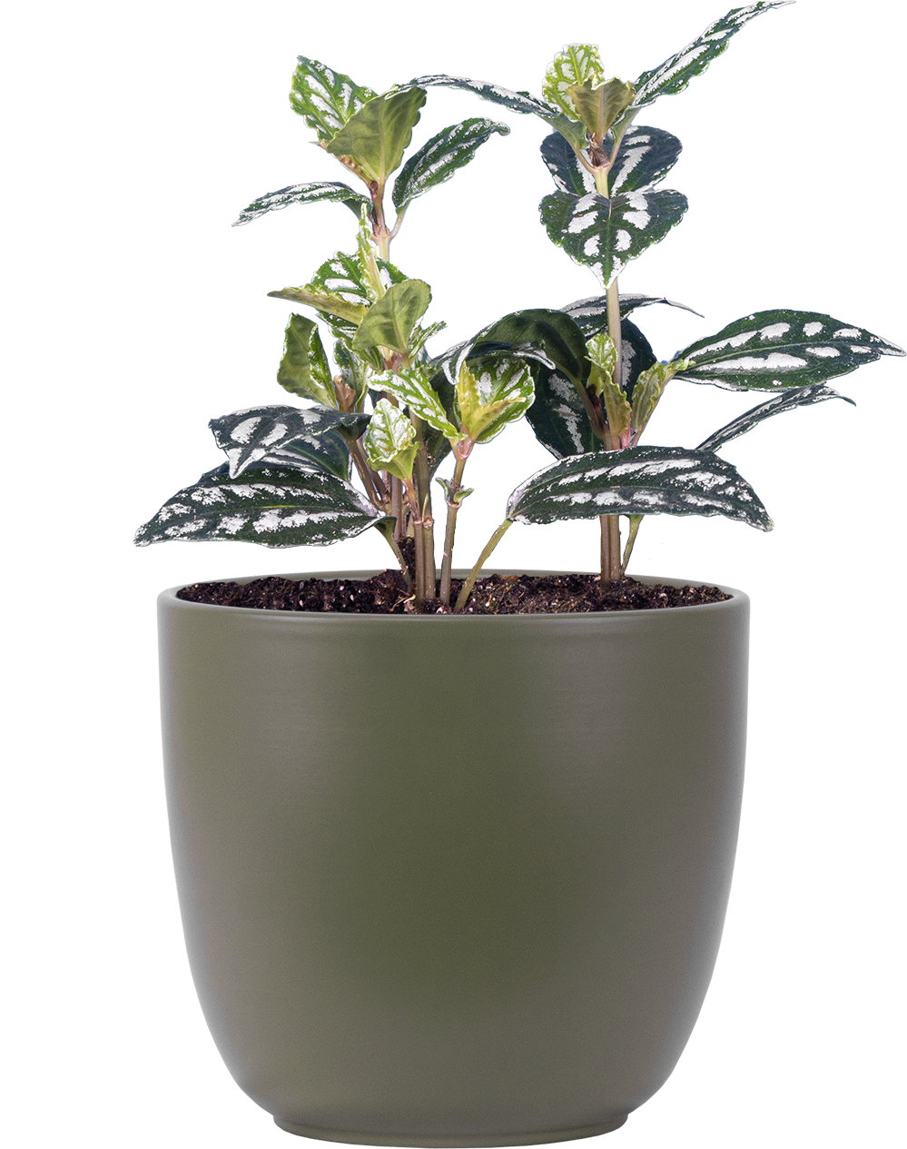 Pilea Cadierei | Aluminum Plant | 4