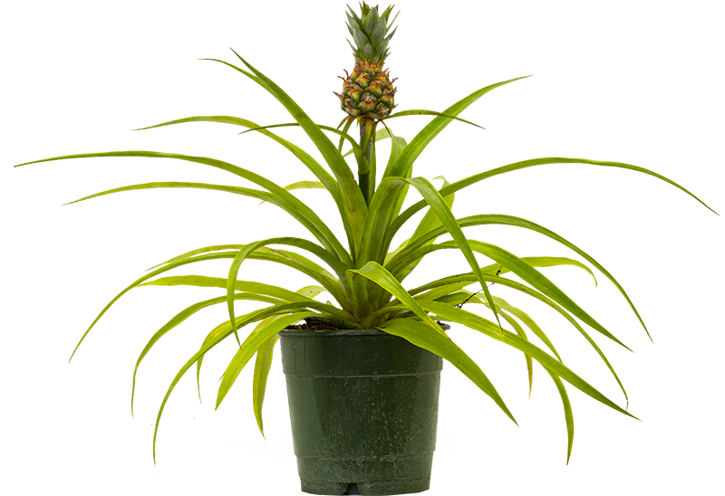 Pineapple Plant (S)