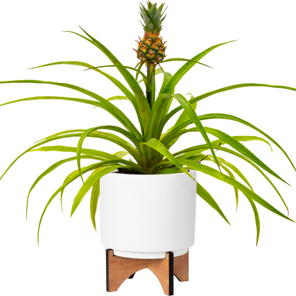 pineapple plant pet safe Pineapple Plant | | Pet Friendly Houseplant