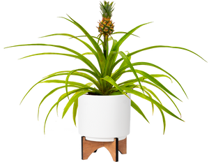Pineapple Plant (M-5in)