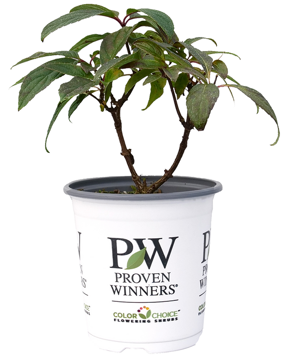 Pinky Winky® | Hydrangea Paniculata (S) | Proven Winners®