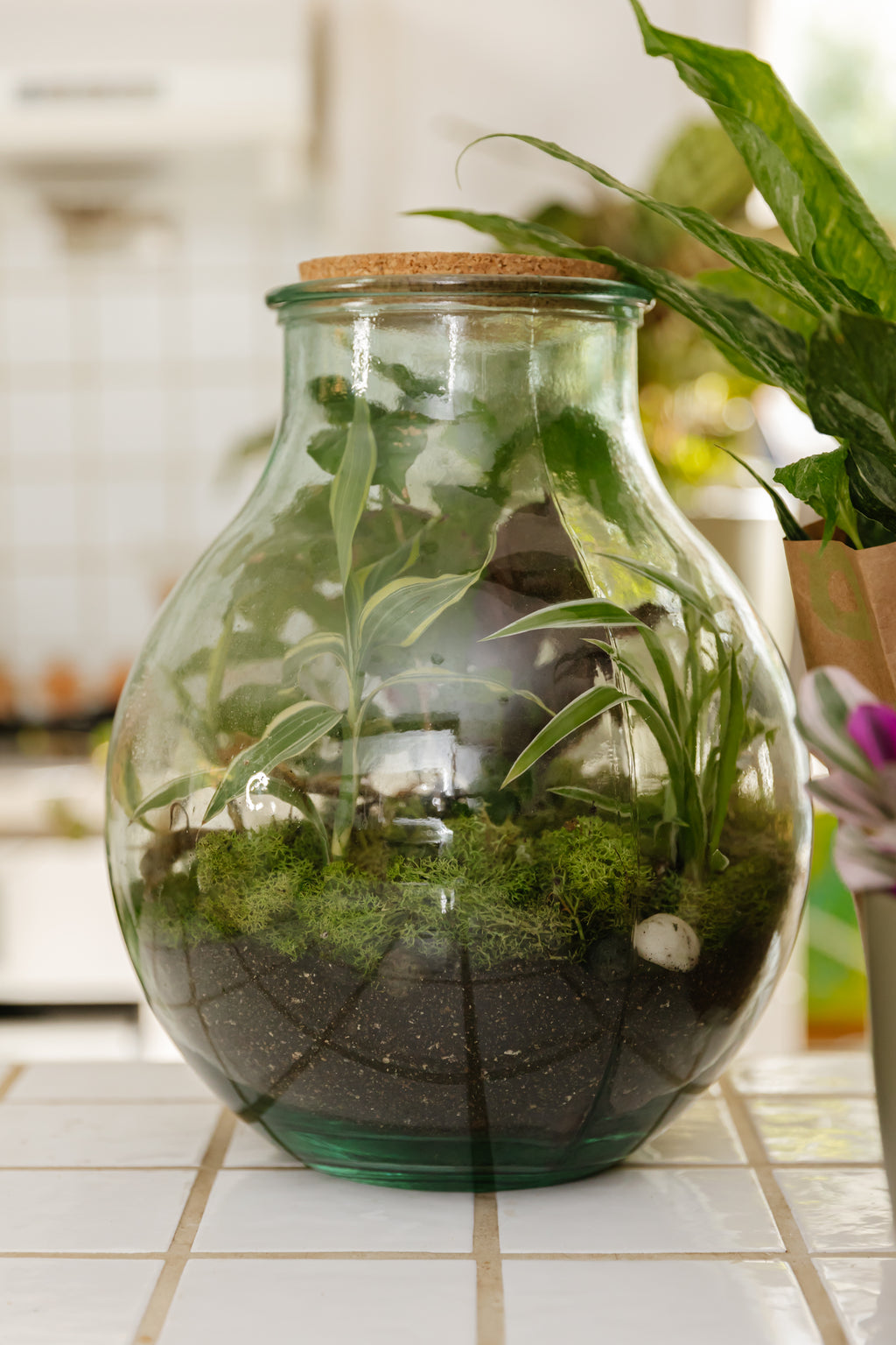 plant terrarium canada Boris the Terrarium | L | 8" Pot | Easy Care Houseplant