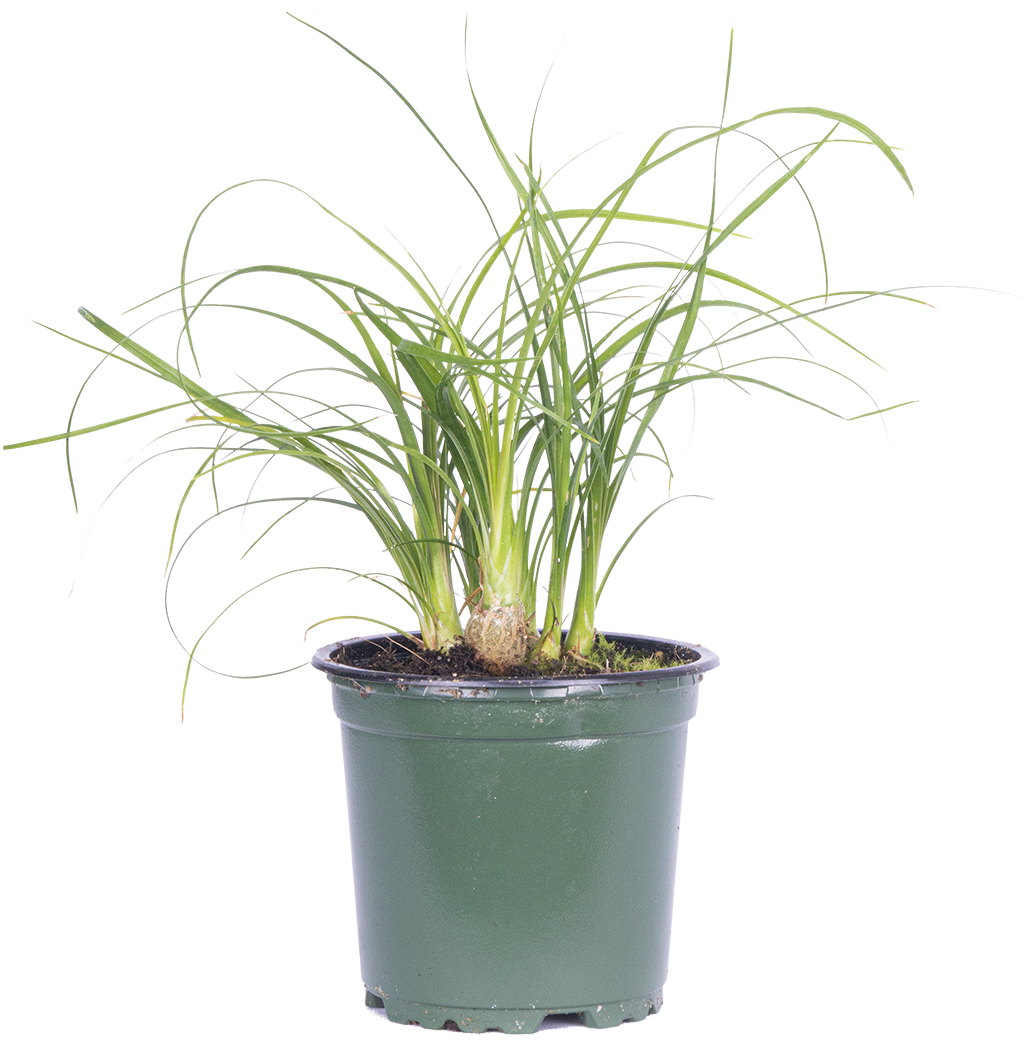 Beaucarnea Recurvata | Ponytail Palm (S)