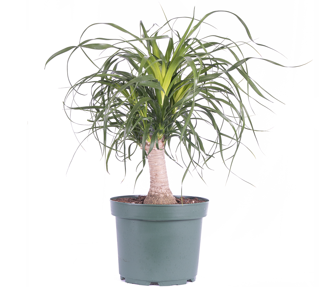 Ponytail Palm | Beaucarnea (L)