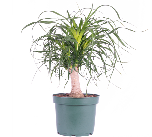 buy a rose plant Stainless Steel ™ Potted Rose Bush main image 0