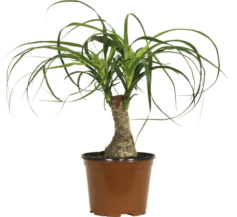 Ponytail Palm Stump | Beaucarnea (M)