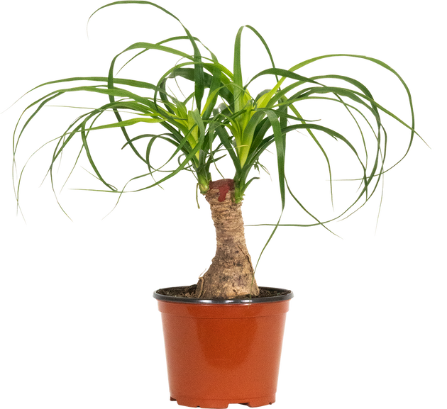 Ponytail Palm Stump | Beaucarnea | 6