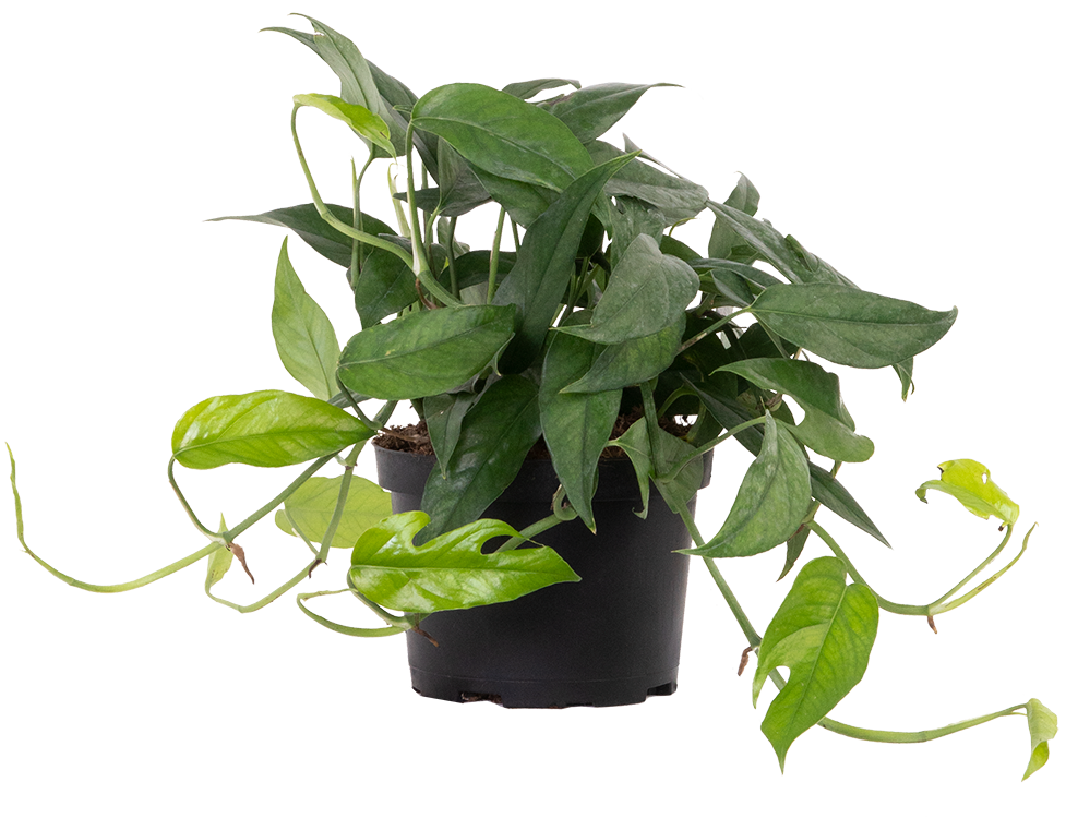 Epipremnum Pinnatum | Pothos Baltic Blue (M)
