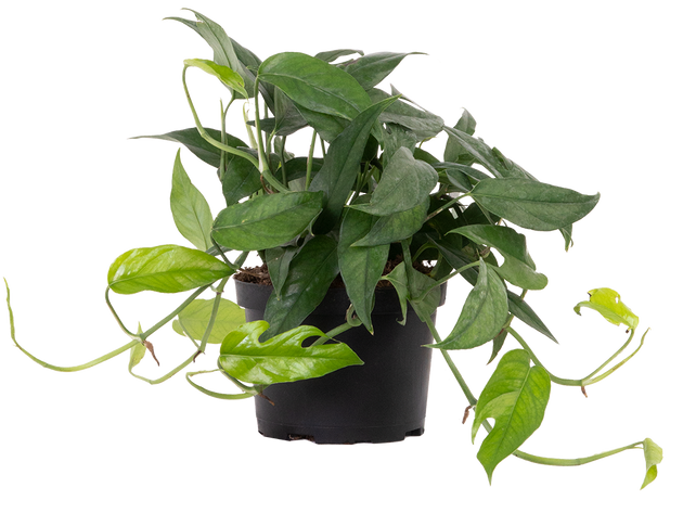 baltic blue pothos near me Epipremnum Pinnatum | Pothos Baltic Blue | 6" Pot | Easy Care Houseplant