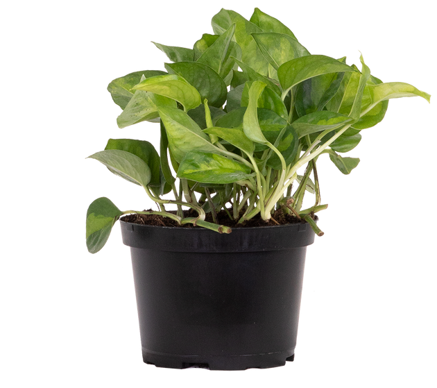 pothos global green care Epipremnum Aureum | Pothos Global Green | 6" Pot | Easy Care Houseplant