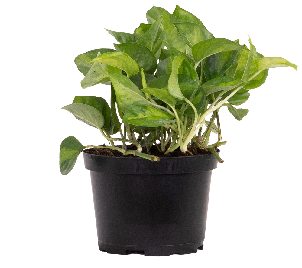 Epipremnum Aureum | Pothos Global Green (M)