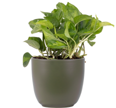 Epipremnum Aureum | Pothos Global Green (M)