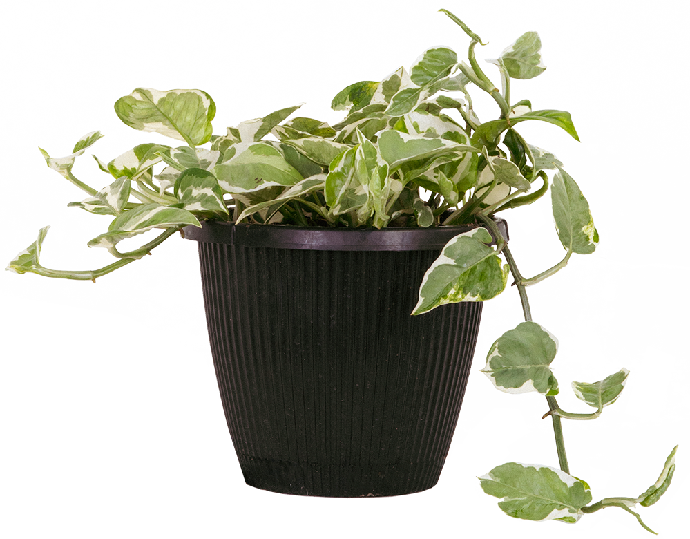 Pothos Jade Pearl (L)