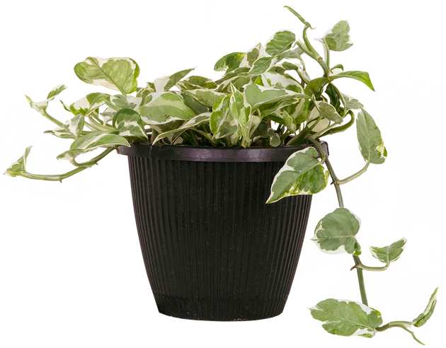 Pothos Jade Pearl | 8
