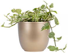 Pothos Jade Pearl (L)