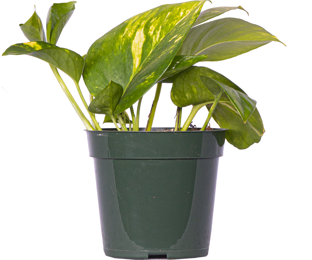 Epipremnum Aureum | Pothos Gold | 4