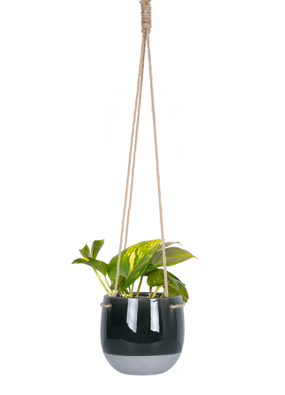 Epipremnum Aureum | Pothos Gold (S)